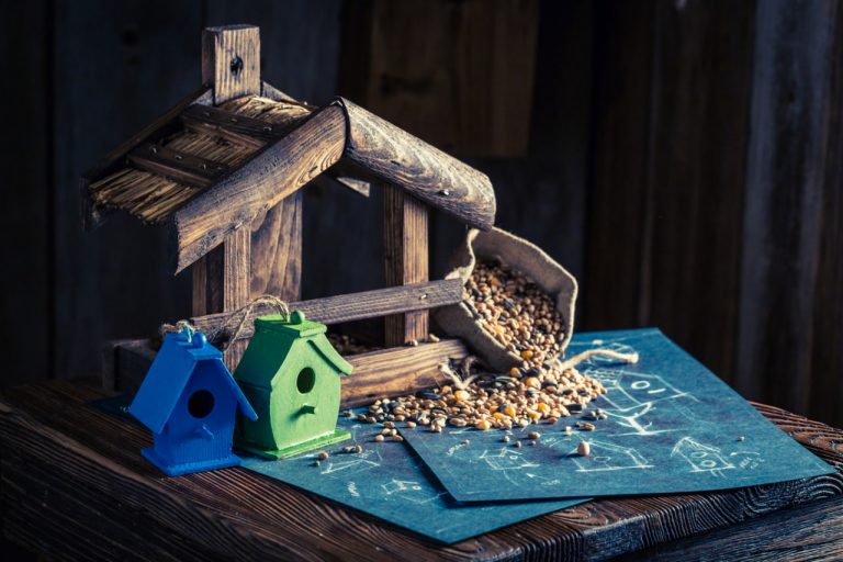 Attracting Backyard Birds: Tips for Placement and Care